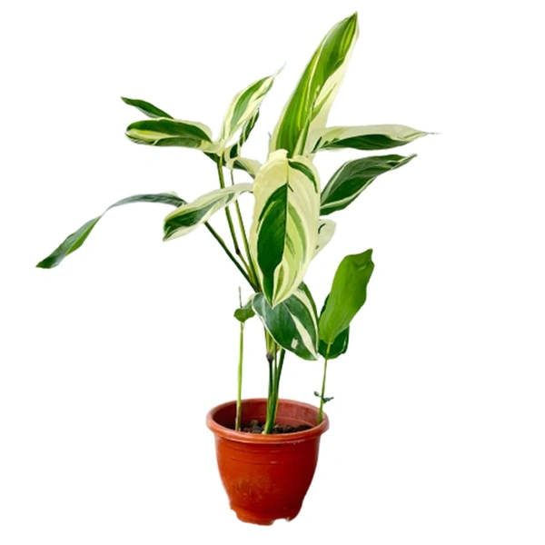 Arrowroot Obedience Plant 