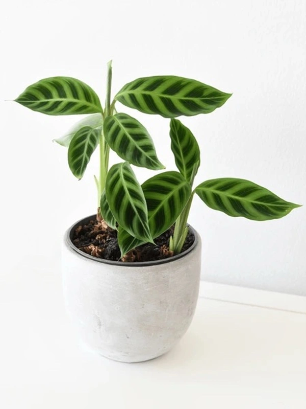Calathea Zebra Plant 