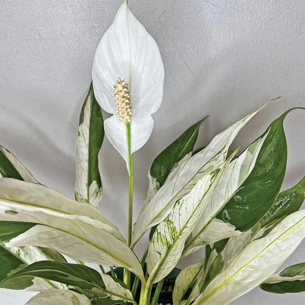 Variegated, Peace Lily 
