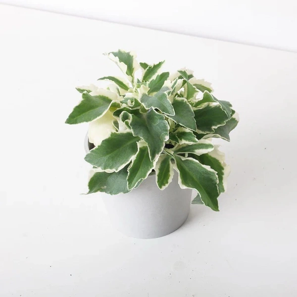 kelanchoe blossfeldiana variegated plant 