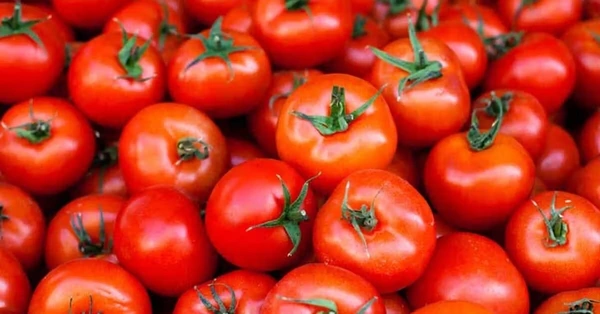 Tomatoes - 4kgs