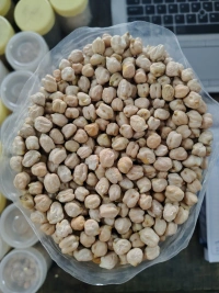 Indore Chana Mexicano Dollar - 30Kg