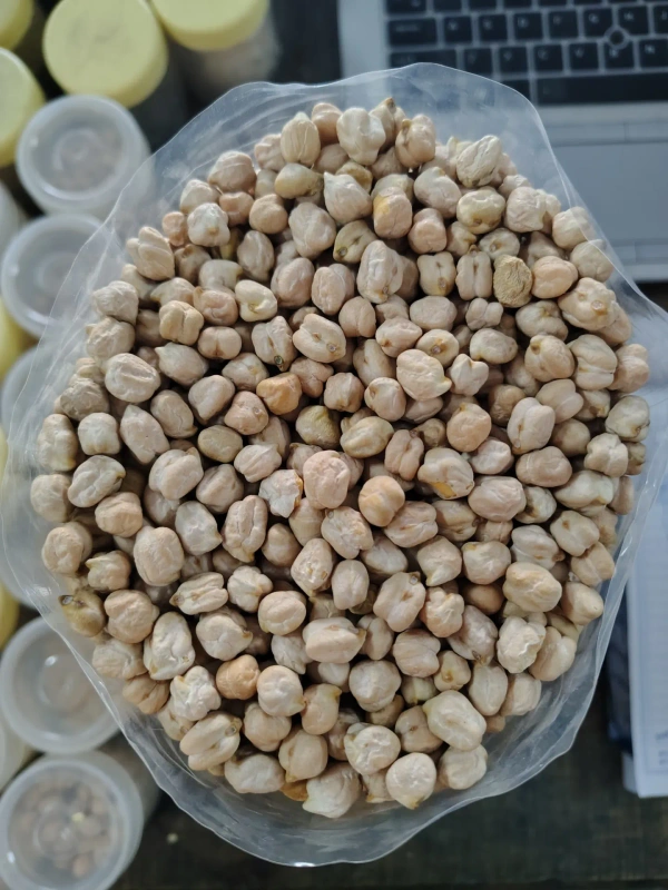 Indore Chana Mexicano Dollar - 30Kg