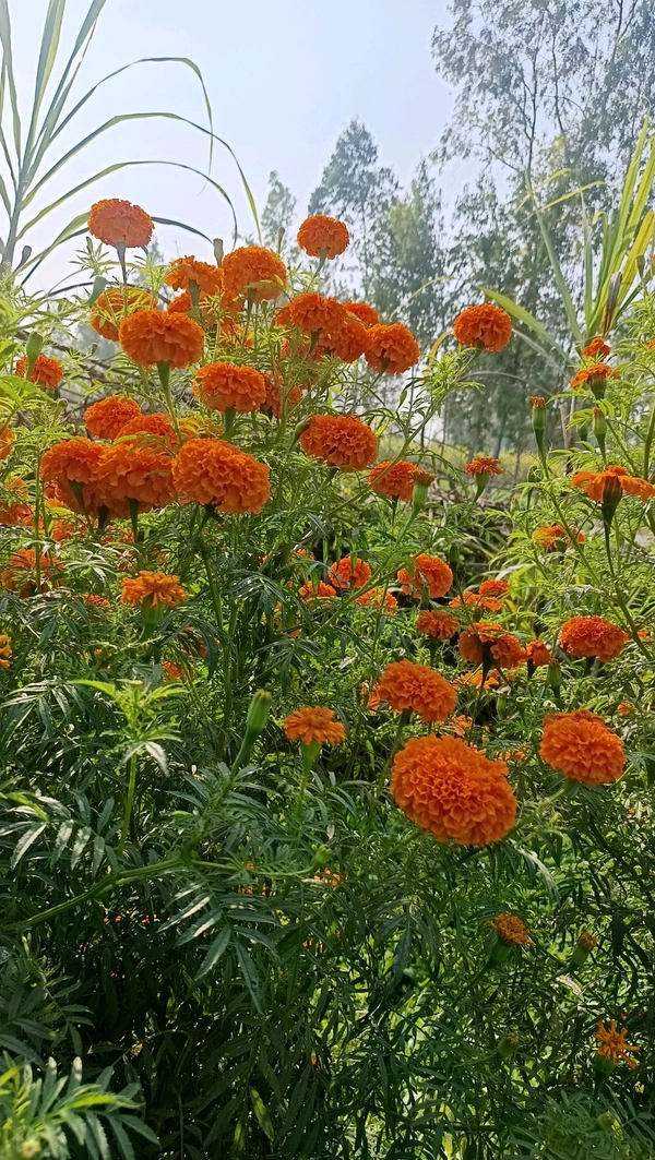 marigold flower ( गेंदा का फूल ) - 2 PCS 