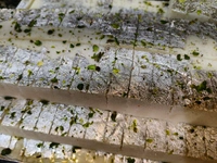 Malai Burfee - 250gm