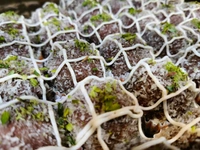 Chocolate Laddu - 250gm