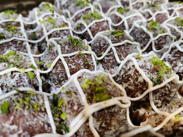 Chocolate Laddu - 250gm