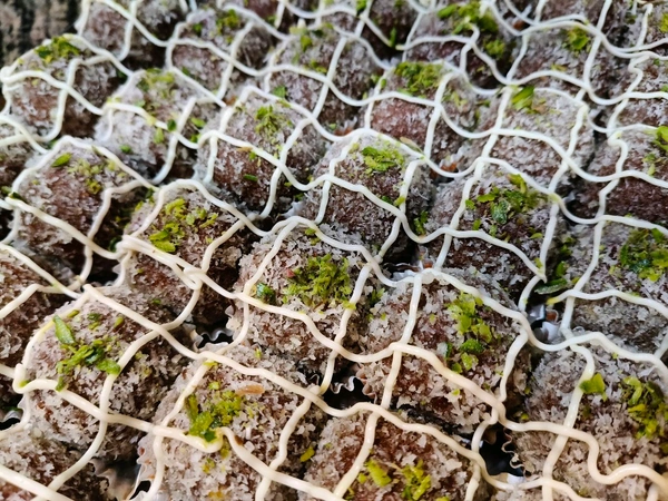 Chocolate Laddu - 500gm