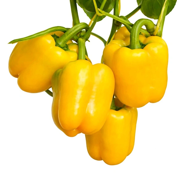 Capsicum Yellow