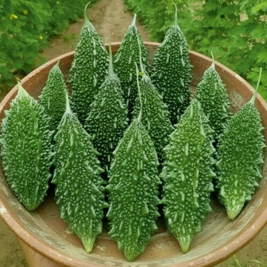 Bitter Gourd