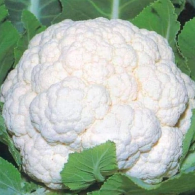 Cauliflower