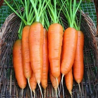 Carrot