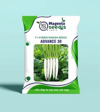ADVANCE-30-Hybrid Radish Seeds