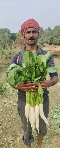 ADVANCE-30-Hybrid Radish Seeds