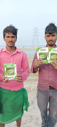 Hybrid Watermelon Punjab Plus