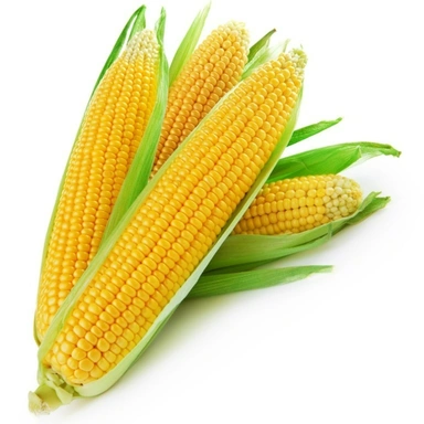 Sweet Corn