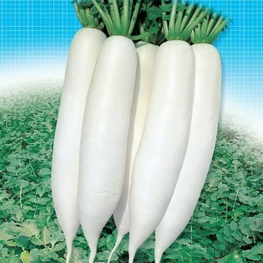 Radish