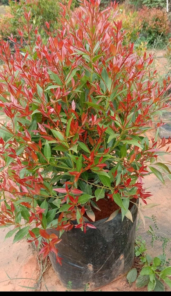 Eugenia plant. 