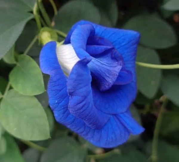 Aparajitha/Shanku blue Multipetal - 1