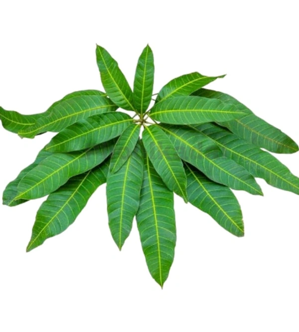Mango Leaves 