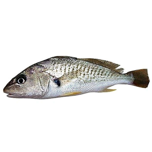 Kukki Fish