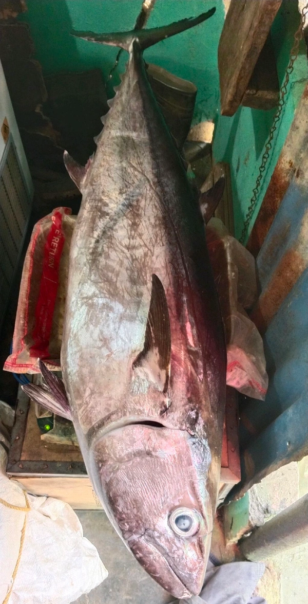 Tuna