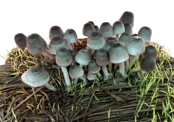 Pala Chhatu – Fresh & Nutritious Odisha Mushroom