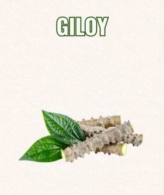 Giloy