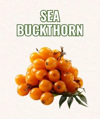 Sea Buckthorn