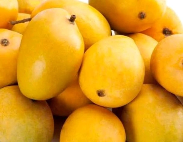 Alphonso Mangoes