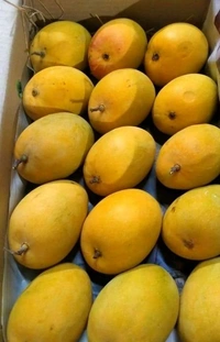 Alphonso Mangoes