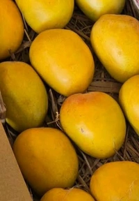Alphonso Mangoes