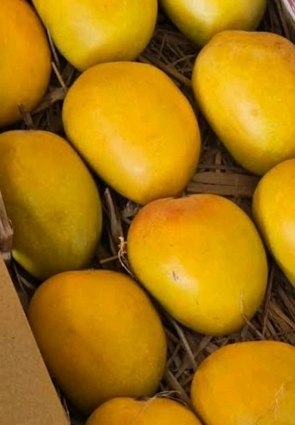 Alphonso Mangoes