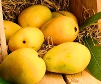 Kesar Mangoes