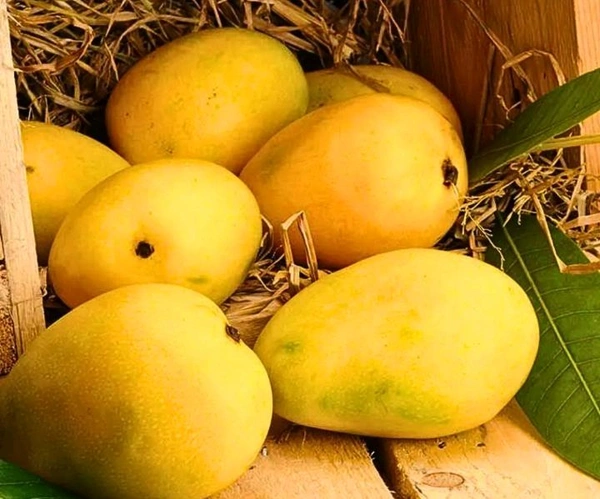 Kesar Mangoes