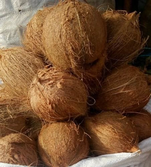 coconuts(కొబ్బరి కాయ)