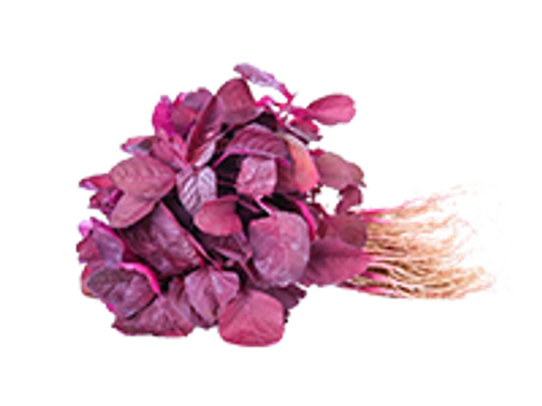 Amarathus Red