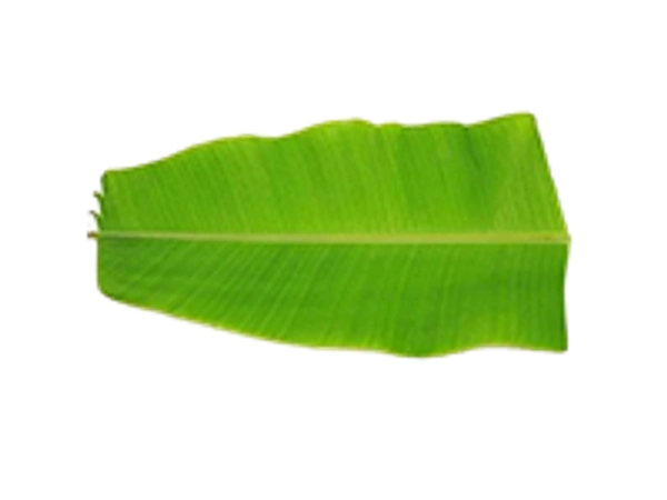 Banana Leaf