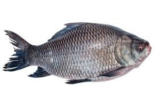 Katla Fish