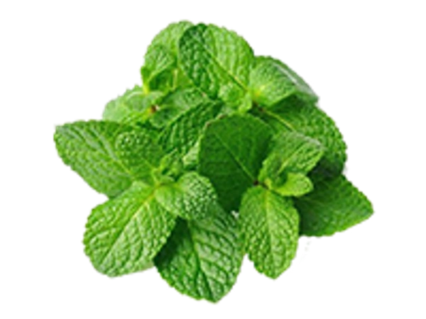 Mint Leaves