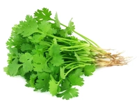 Fresh Coriander Leaves (Dhaniya) 1 Bunch (100g)