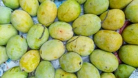 Fresh & Juicy Malda Aam ( 1 Piece)