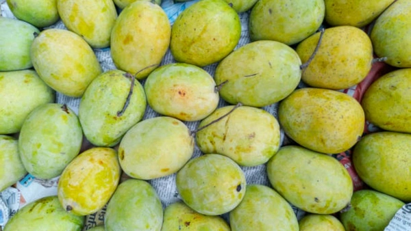 Fresh & Juicy Malda Aam ( 1 Piece)