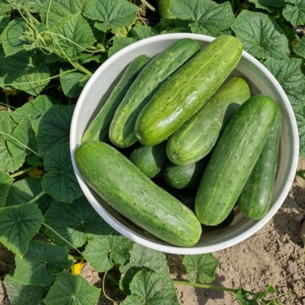 Cucumber, 500g