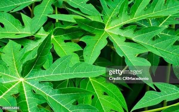 Papaya Leaves, 1 Unit