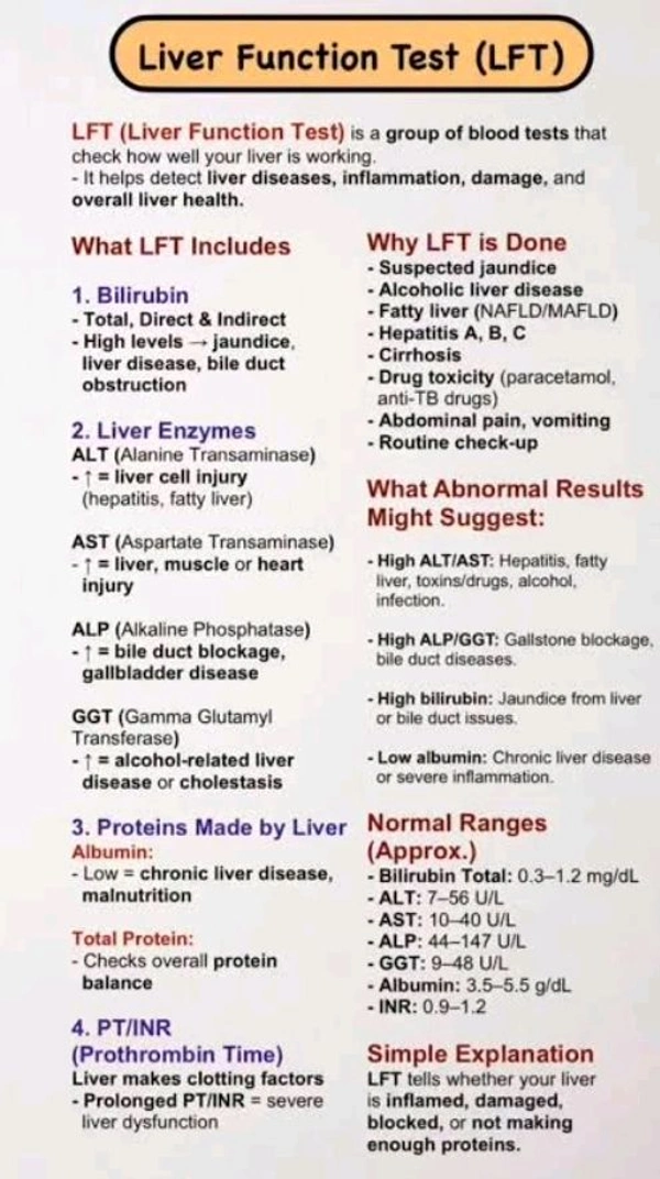 Liver Function Test ( LFT)