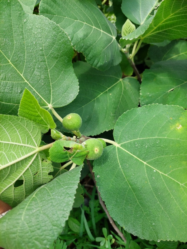 Hybrid Fig (Anjir)