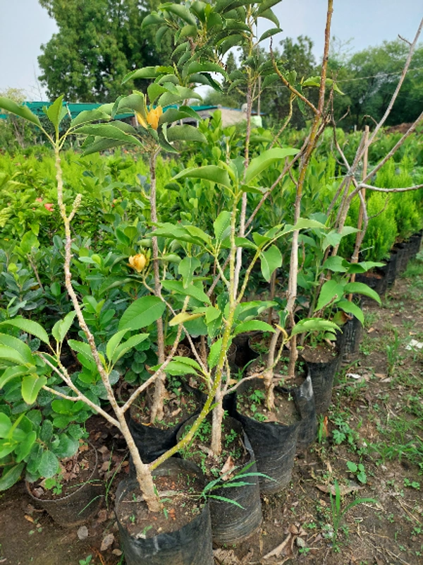 Son Champa (Perfume Flower)