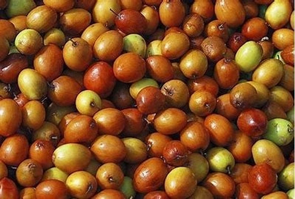 Small Ber / Ahmdabadi Ber - (500g)