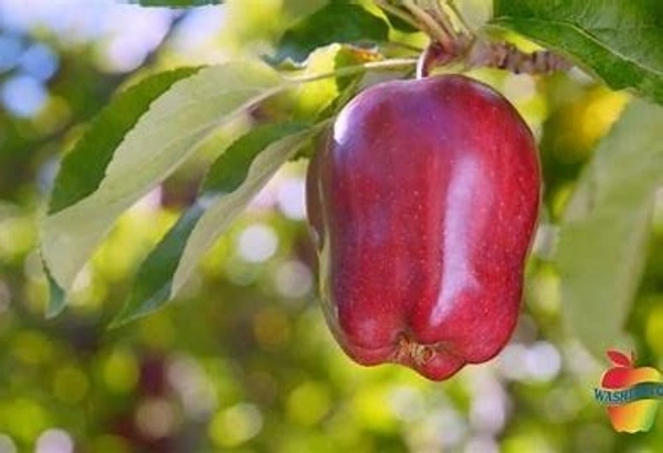 Apple Washington - (1kg)